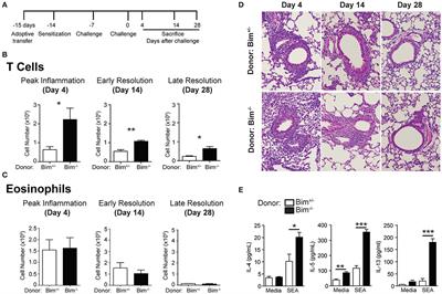 Non-apoptotic Fas (CD95) Signaling on T Cells Regulates the Resolution of Th2-Mediated Inflammation